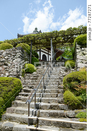 新緑の善峯寺　遊龍の松と石段　京都市西京区 77287271