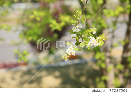 ベニスモモの花 ベニスモモの花 77287561