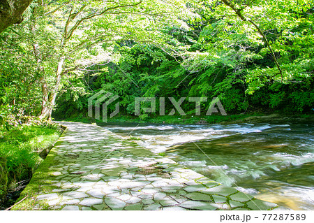 新緑の養老渓谷 77287589