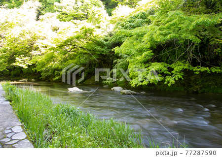 新緑の養老渓谷 新緑の養老渓谷 77287590