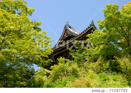 新緑の善峯寺　楼門　京都市西京区 77287705