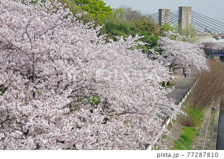 名古屋荒子川の桜の景色 名古屋荒子川の桜の景色 77287810