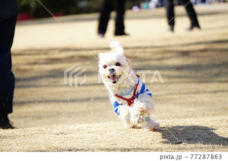 笑顔で走る犬 77287863