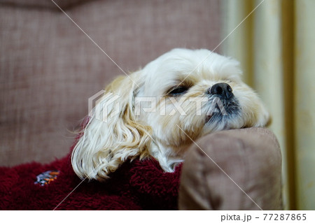 ひじ掛けにあごをのせて寝る犬 77287865