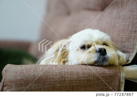 ひじ掛けにあごをのせる犬の写真素材