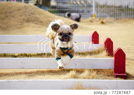 ジャンプしている犬 77287887