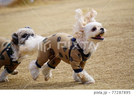 並んで走る犬 並んで走る犬 77287895