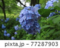 あじさい 77287903