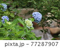 あじさいと紅葉（緑） 77287907