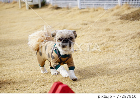 走ろうとする犬 77287910