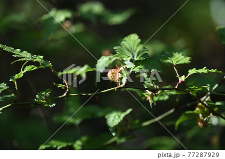 ナガバモミジイチゴの未熟な果実 77287929