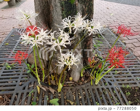 赤い彼岸花と白い彼岸花 77288050