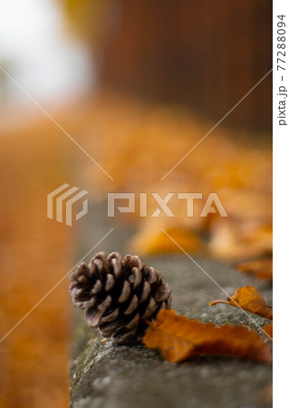 View of a pine seed with out of focus background in autumn. Italy View of a pine seed with out of focus background in autumn. Italy 77288094