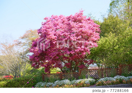 アカバナトキワマンサクの花 77288166