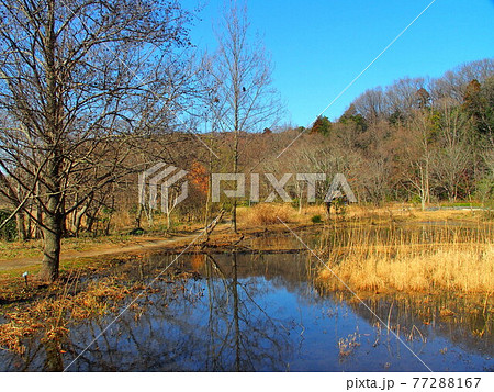 早春の枯れ木林のある公園風景 77288167