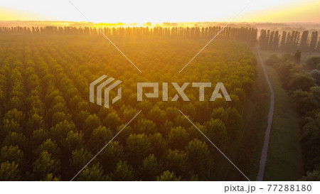 Aerial view of tree plantation, Emilia Romagna. Italy 77288180