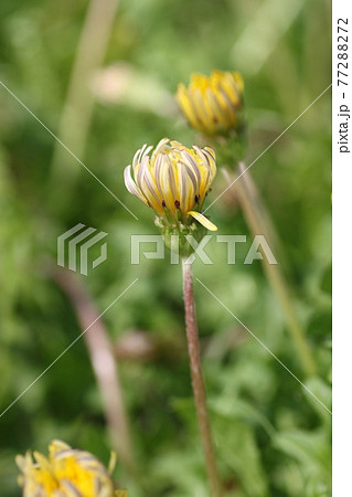 日本在来のタンポポ、カントウタンポポ 日本在来のタンポポ、カントウタンポポ 77288272