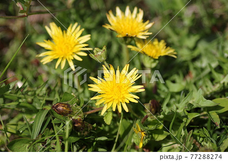 日本在来のタンポポ、カントウタンポポ 77288274