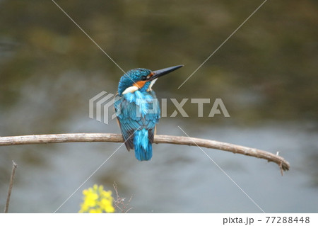 枝の上のカワセミ② 77288448