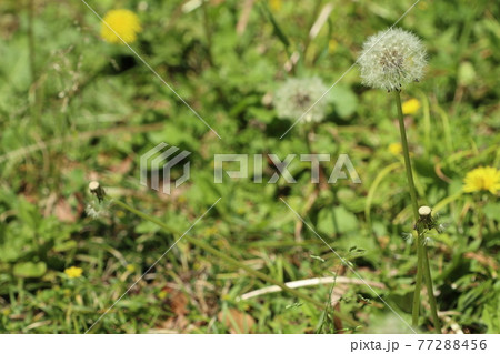 たんぽぽと綿毛 77288456