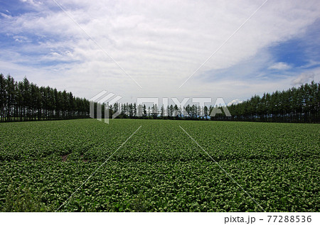 北海道の防風林の針葉樹林 北海道の防風林の針葉樹林 77288536