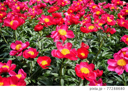茨城県 つくば牡丹園に咲く芍薬の花 茨城県 つくば牡丹園に咲く芍薬の花 77288680