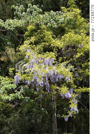 茨城県桜川市 筑波山ろく 上曾峠に自生する山藤の花咲く風景 茨城県桜川市 筑波山ろく 上曾峠に自生する山藤の花咲く風景 77288770