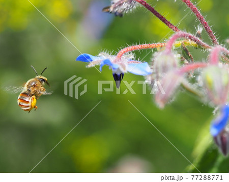 ハーブのボリジの青い花に蜜を吸いに来て近くで羽ばたいている可愛いミツバチの写真素材