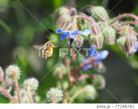 ハーブ青花ボリジのとミツバチが羽ばたく様子の写真素材