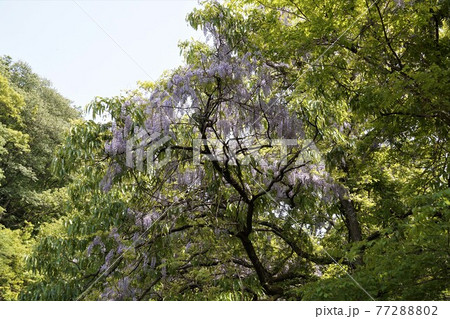 茨城県桜川市 筑波山ろく 上曾峠に自生する山藤の花咲く風景 茨城県桜川市 筑波山ろく 上曾峠に自生する山藤の花咲く風景 77288802