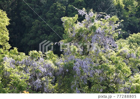 茨城県桜川市 筑波山ろく 上曾峠に自生する山藤の花咲く風景 茨城県桜川市 筑波山ろく 上曾峠に自生する山藤の花咲く風景 77288805