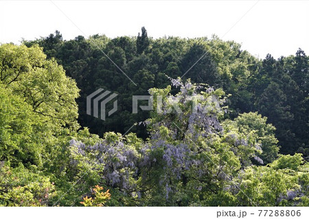 茨城県桜川市 筑波山ろく 上曾峠に自生する山藤の花咲く風景 茨城県桜川市 筑波山ろく 上曾峠に自生する山藤の花咲く風景 77288806