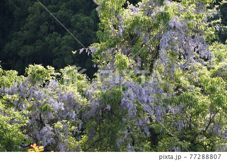 茨城県桜川市　筑波山ろく　上曾峠に自生する山藤の花咲くの風景 77288807