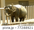 アジアゾウ 77288921