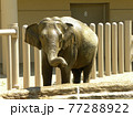 アジアゾウ 77288922