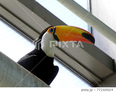 オニオオハシ オニオオハシ 77288924