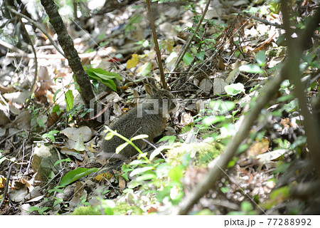 野生動物【ニホンノウサギ】 野生動物【ニホンノウサギ】 77288992