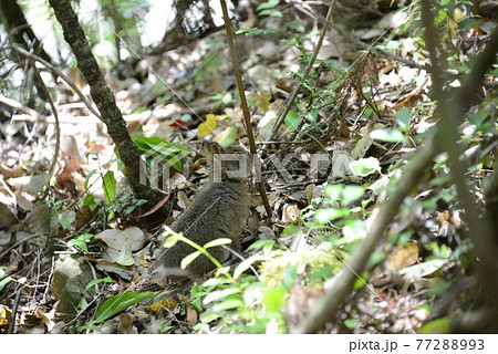 野生動物【ニホンノウサギ】 野生動物【ニホンノウサギ】 77288993