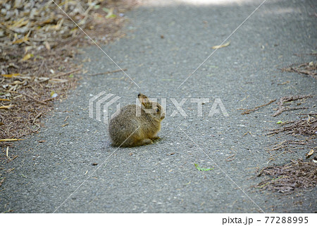 野生動物【ニホンノウサギ】 77288995