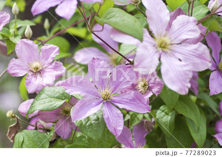 ピンク色のクレマチスの花が咲いています 学名はclematisです の写真素材 7723