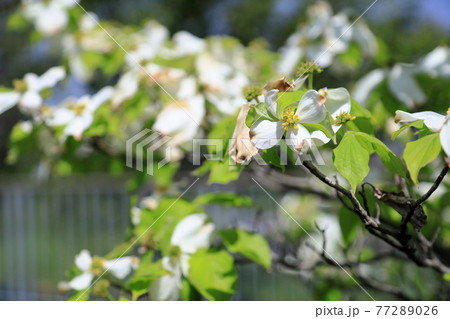 ハナミズキの花 ハナミズキの花 77289026