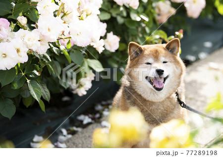 柴犬　ポートレート　バラ園　カメラ目線 77289198