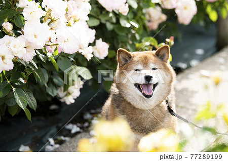柴犬　ポートレート　バラ園　カメラ目線 77289199