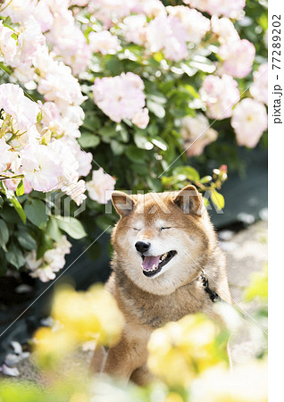 柴犬 ポートレート バラ園 柴犬 ポートレート バラ園 77289202