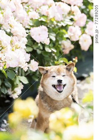 柴犬 ポートレート バラ園 柴犬 ポートレート バラ園 77289205