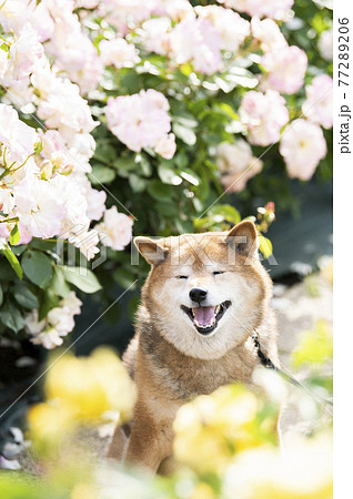 柴犬　ポートレート　バラ園　目つむり 77289206