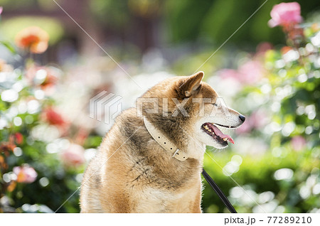 柴犬 ポートレート バラ園 目つむり 柴犬 ポートレート バラ園 目つむり 77289210