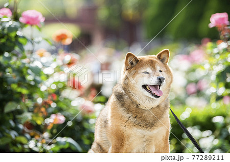 柴犬　ポートレート　バラ園 77289211