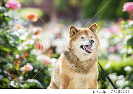 柴犬　ポートレート　バラ園 77289212