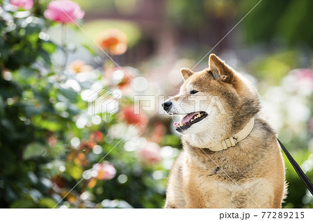 柴犬 ポートレート バラ園 柴犬 ポートレート バラ園 77289215